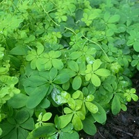 Tropaeolum speciosum 